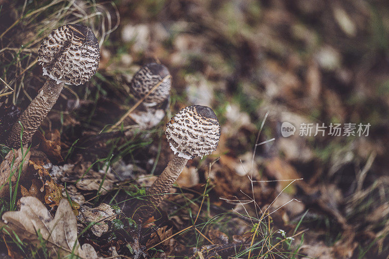 Macrolepiota procera